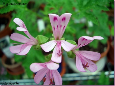 Pelargoner Juli 09 028