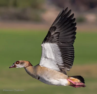 Egyptian Goose : Importance of flight direction and the position of the sun