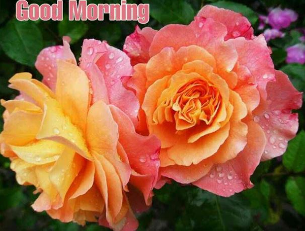 good morning rose pics hd