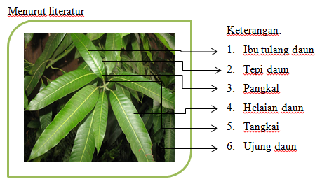 Maulidious Blog Daun  tunggal dan bagian bagiannya