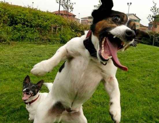 funny animal pics. Funny Laughing Animals