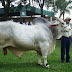 Froilan FIV de Los Búhos, el más pesado de la raza Brahman en Expocruz 2012