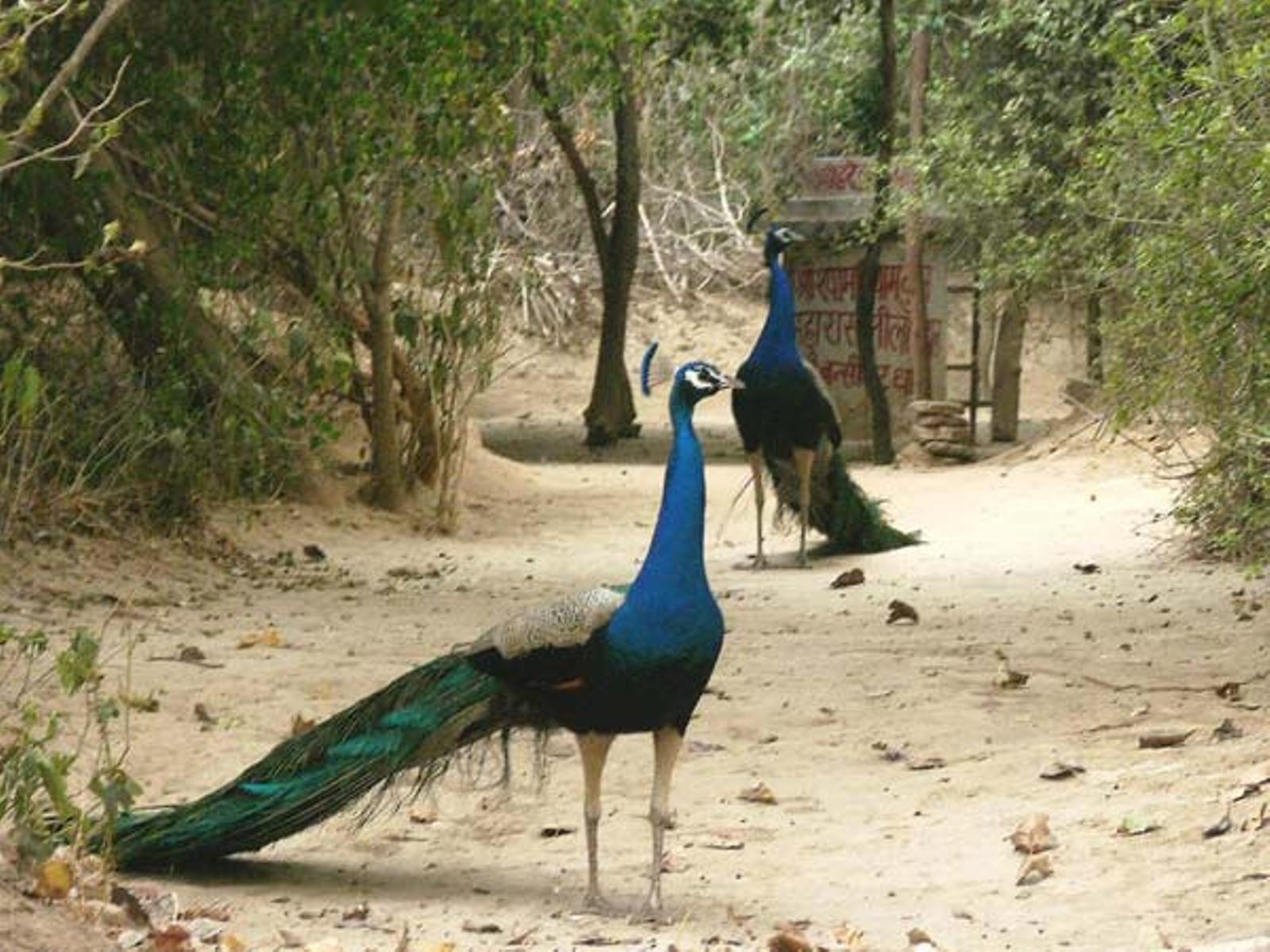 Koleksi Foto Burung Merak Tercantik GUDANG GAMBAR