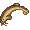 Mudfish