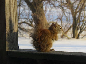 red squirrel