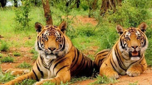 Sariska National Park, Alwar, Rajasthan Forests and wildlife in Aravalli hills.