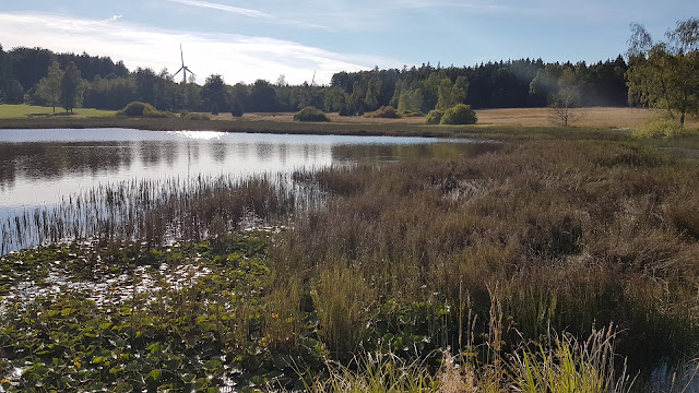 Unterer Weiher Weiherwiesen Tauchenweiler