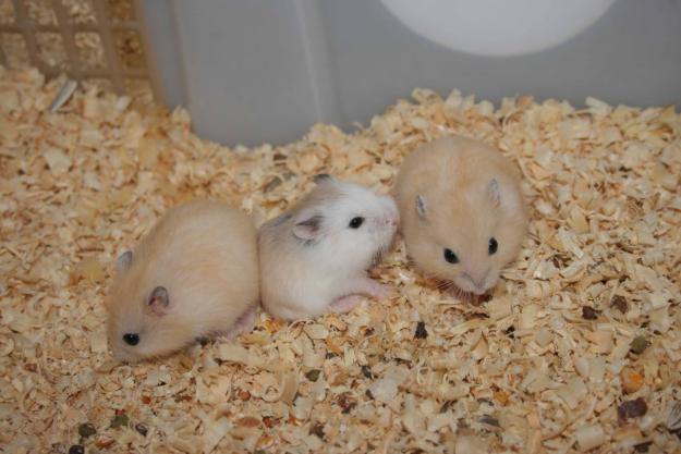 Dunia Hewan  jenis jenis hamster 