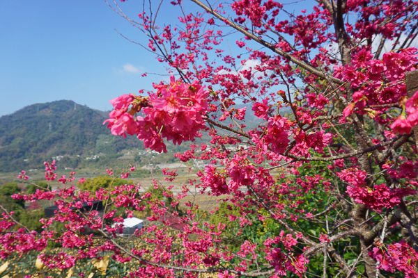 台中新社白毛台櫻花林上千棵櫻花樹的步道，北天直轄院賞櫻秘境
