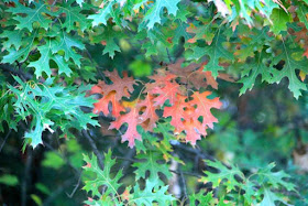 leaf by leaf, change occurs