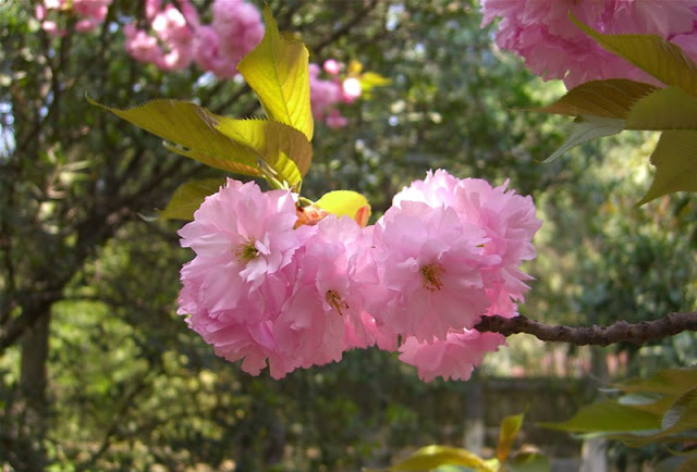 Cherry Blossom Flowers