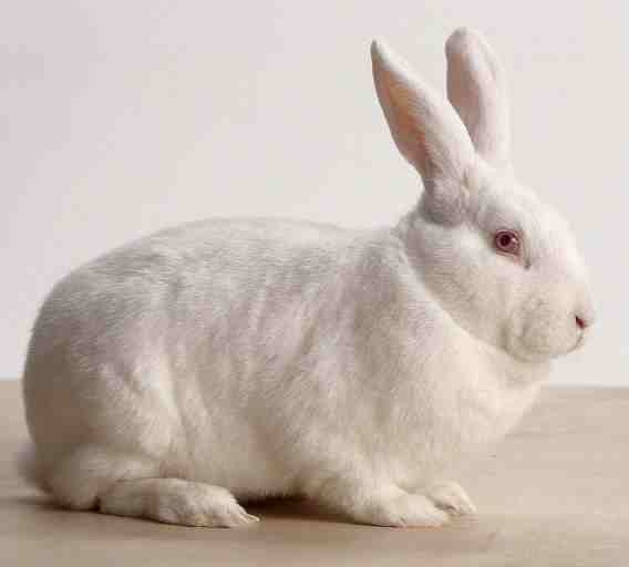 black and white rabbits for sale. Black And White Rabbits For Sale. unnies each red and lack