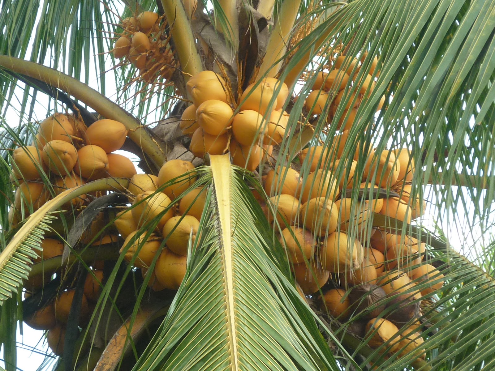 PERTANIAN HIJAU NURSERY Kelapa 