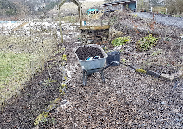 Tidying the Scottish native plant border