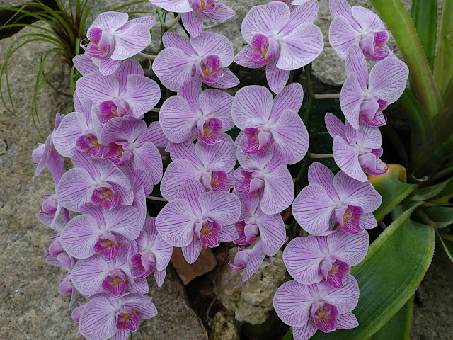 とっとり花回廊のコチョウラン（胡蝶蘭）