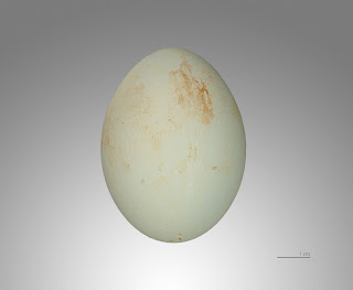 Dev balıkçıl yumurtası