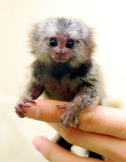 marmoset monkey small unique species pets