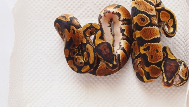 Happy Ballpython ボールパイソン繁殖 経験のなさが呼んだミス
