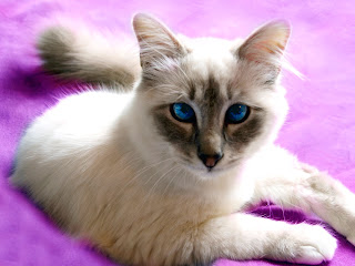 Birman Cat Wallpaper