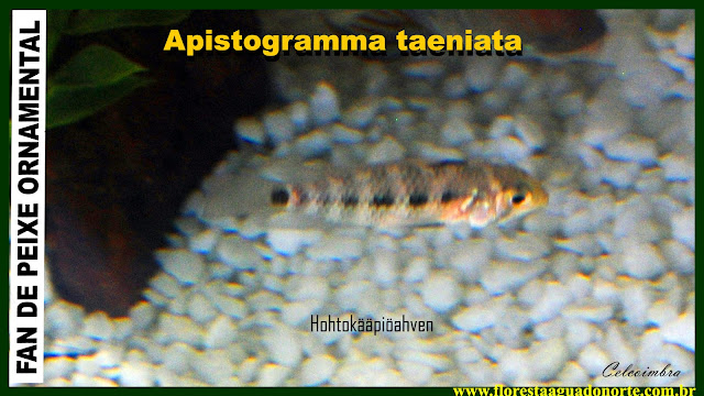 Apistogramma taeniata