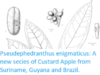 http://sciencythoughts.blogspot.co.uk/2017/10/pseudephedranthus-enigmaticus-new.html