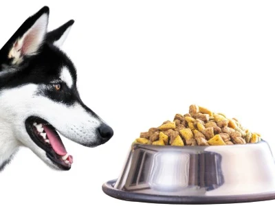 Dry kibble pet food. Dog