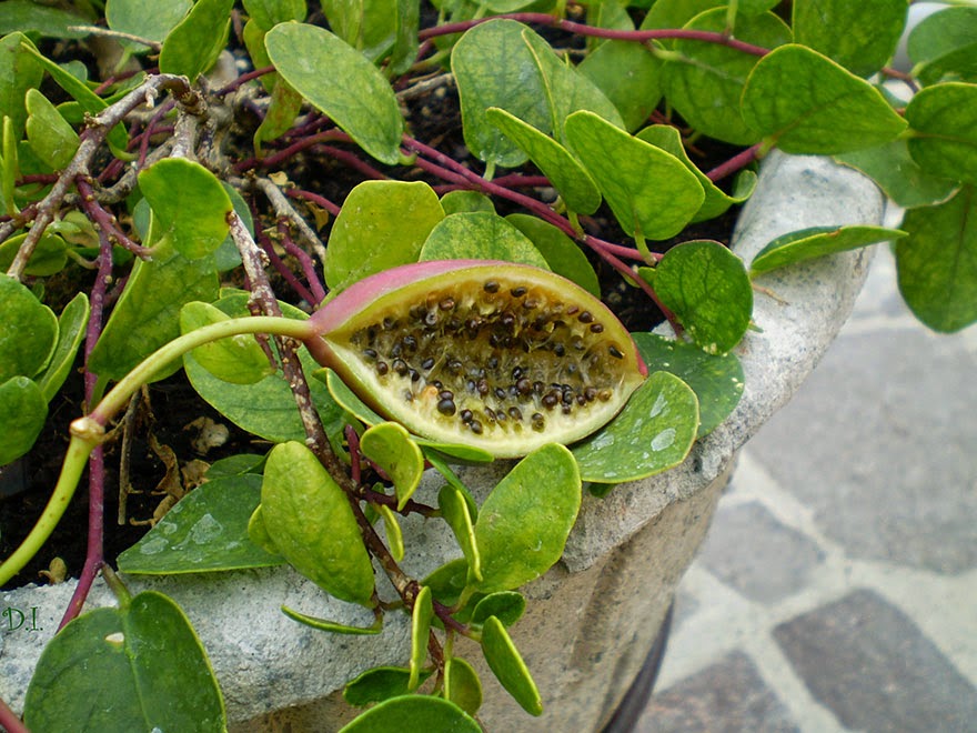 Do You Know What Your Favorite Foods Look Like While Growing - Capers grow in the buds of this plant. They will be dried and then brined, or packed in salt.