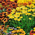 Great Plants for Dazzling Fall Color