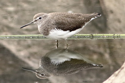 Green Sandpiper