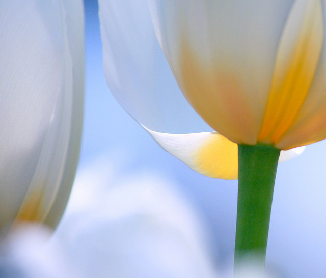 close up macro of a white tulip