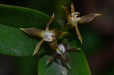 Prosthechea pygmaea - Dwarf Prosthechea - Dwarf butterfly orchid care