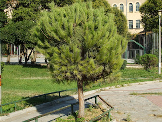 plants in Thessaloniki