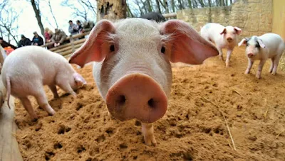 Pig cholera outbreak recorded in Japan planet-today.com