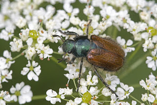 Para ampliar Phyllopertha horticola hacer clic