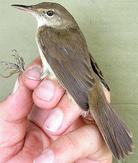 Reed-warbler
