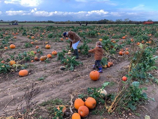 Man and boy pumpkin picking in the pumpkin patch