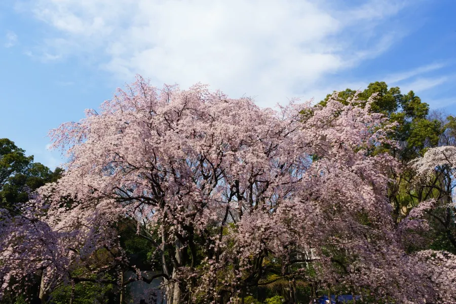 2015年　見頃を迎えた六義園の枝垂れ桜