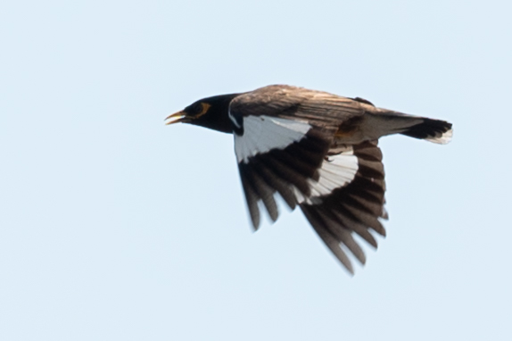 An Bui 2024 Quang Ngai - Common Myna (Sáo nâu)