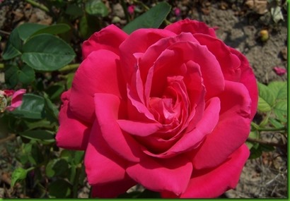 Ro Maria Callas