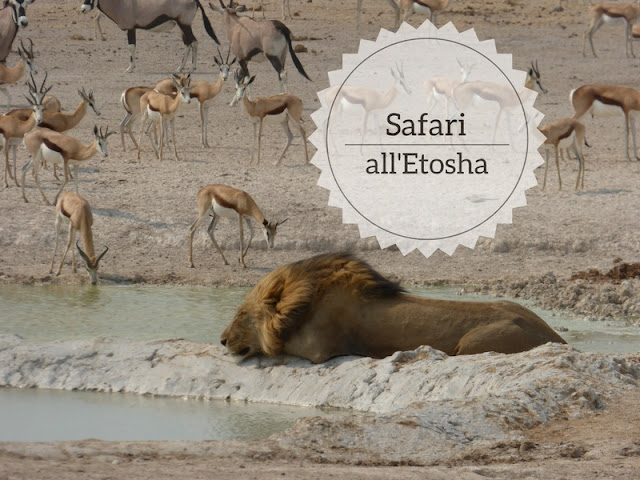 Safari all'Etosha National Park un leone che dorme