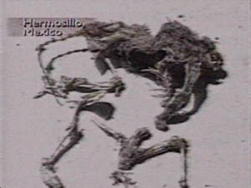 El Chupacabra Mystery Bloodsucking Dogs