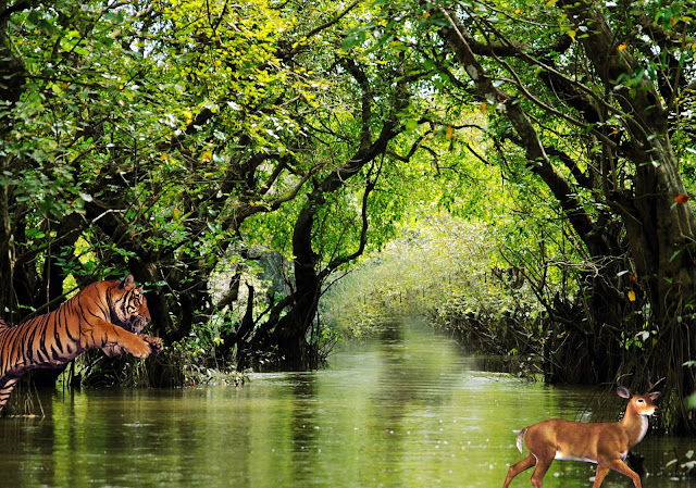 sundarban bangladesh