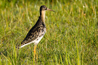 Wildlifefotografie Dümmer See Olaf Kerber Kampfläufer