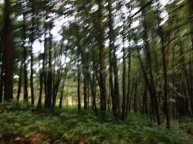 Bosque mágico, lleno de árboles 