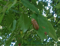 cicada shell on leaf 