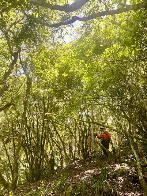 西南稜往綠水文山方向下山