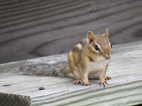 chipmunk