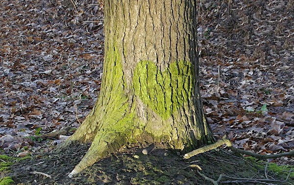 Zielone serce na korze drzewa na tle uschniętych liści
