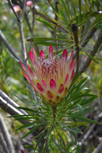 Pink Protea repens inflorescence 