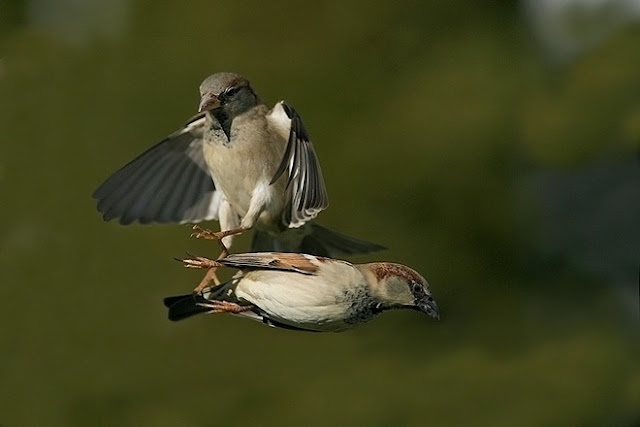 Collection of Beautiful Birds in Action